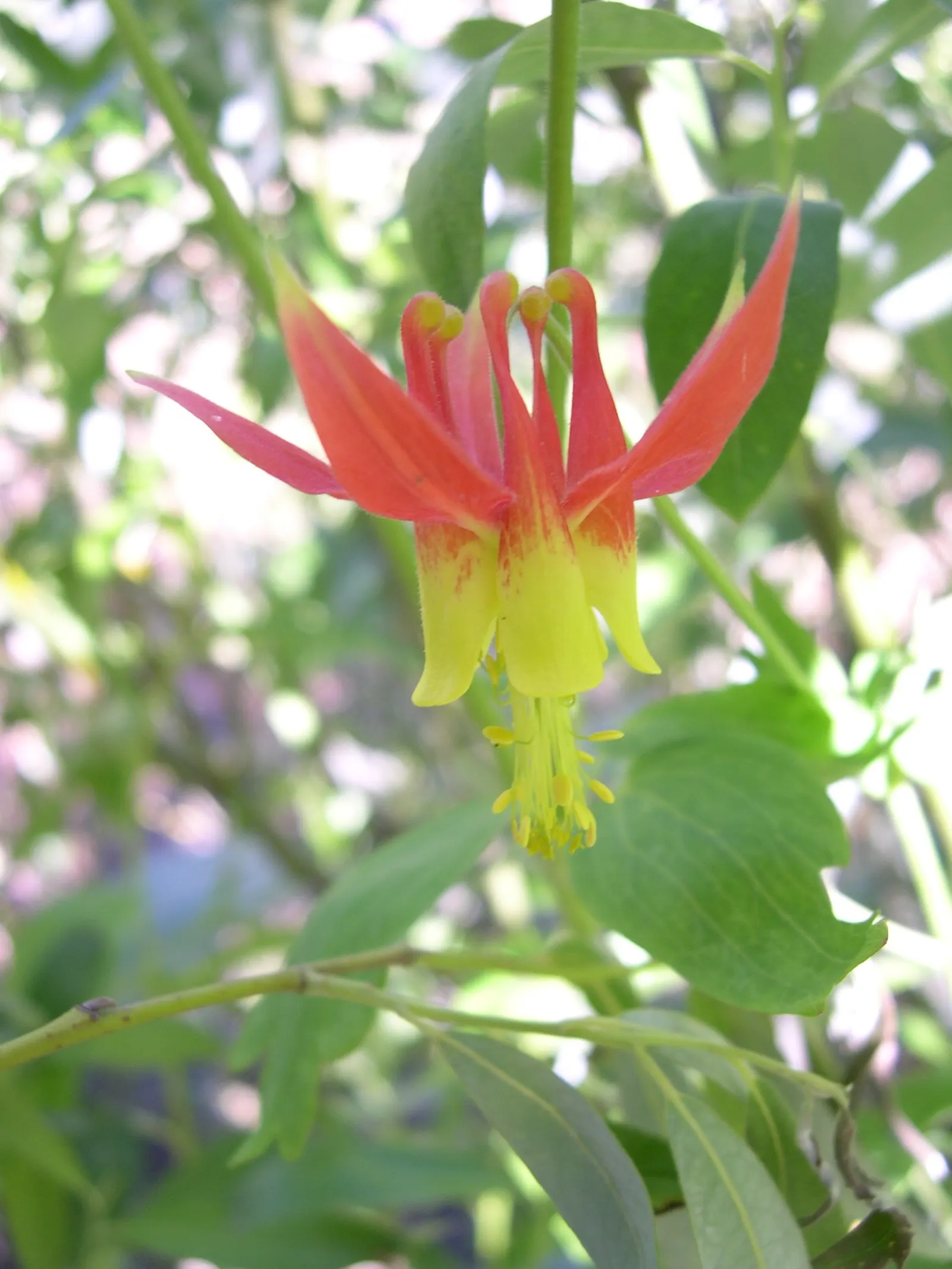 Western Columbine (Aquilegia Formosa) — Aquilegia formosa stands as a testament to nature's effortless beauty