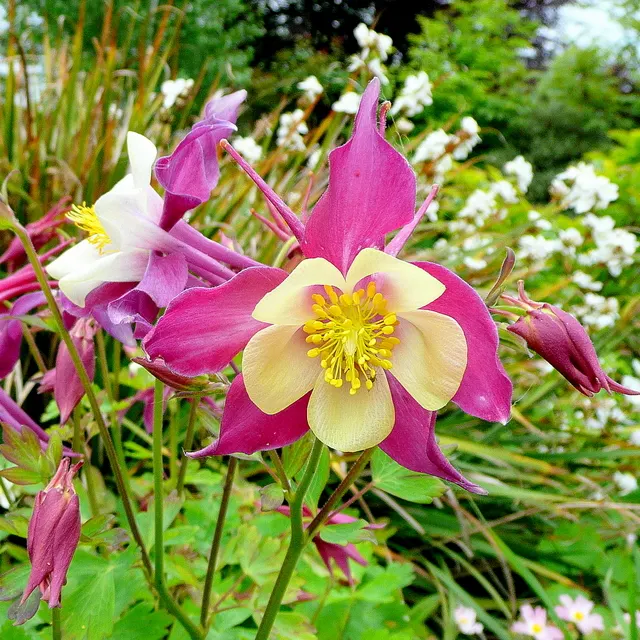 Western Columbine (Aquilegia Formosa) — or alongside streams and ponds for a romantic