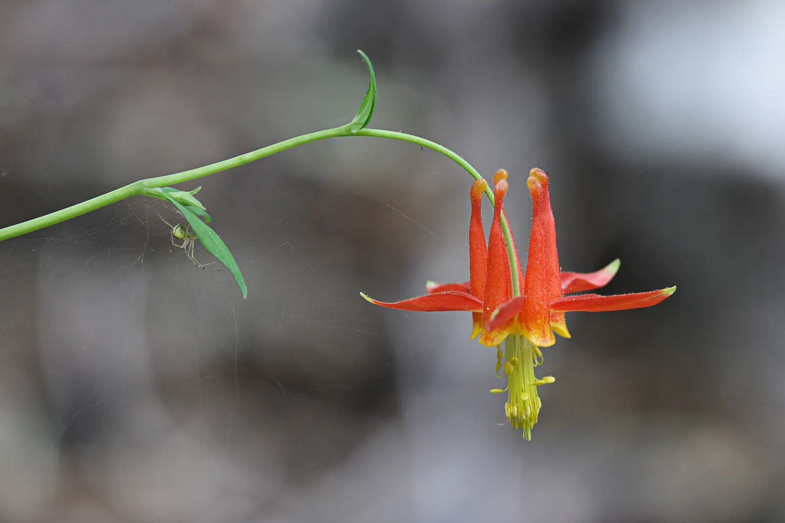 Western Columbine (Aquilegia Formosa) — Its blooms attract hummingbirds and butterflies, flourishing in partial shade; deep green hue that, image 66