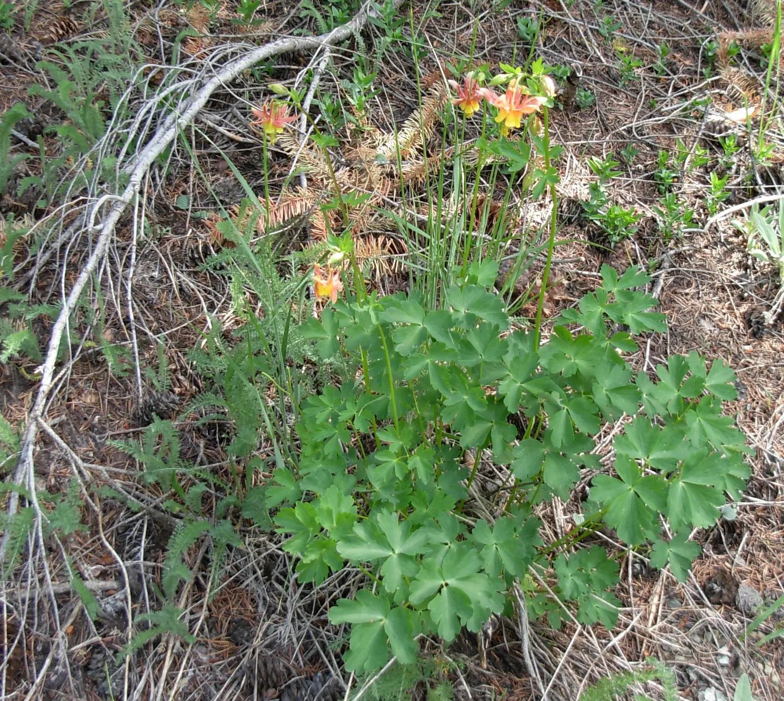 Western Columbine (Aquilegia Formosa) — scientifically named Aquilegia formosa; consider using it en masse in woodland borders, image 70