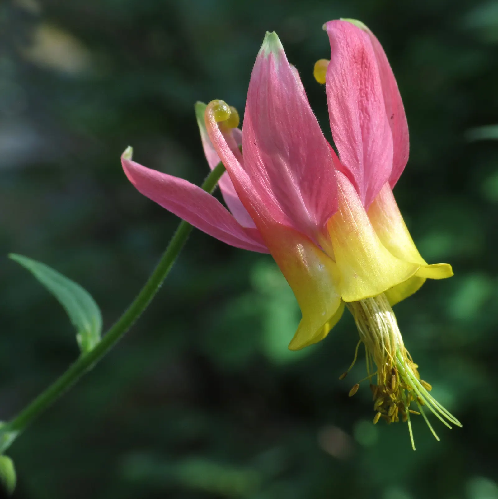 Western Columbine (Aquilegia Formosa) — making it an adaptable choice for many landscapes.<br><br>Renowned for its unique; however, it also, image 74