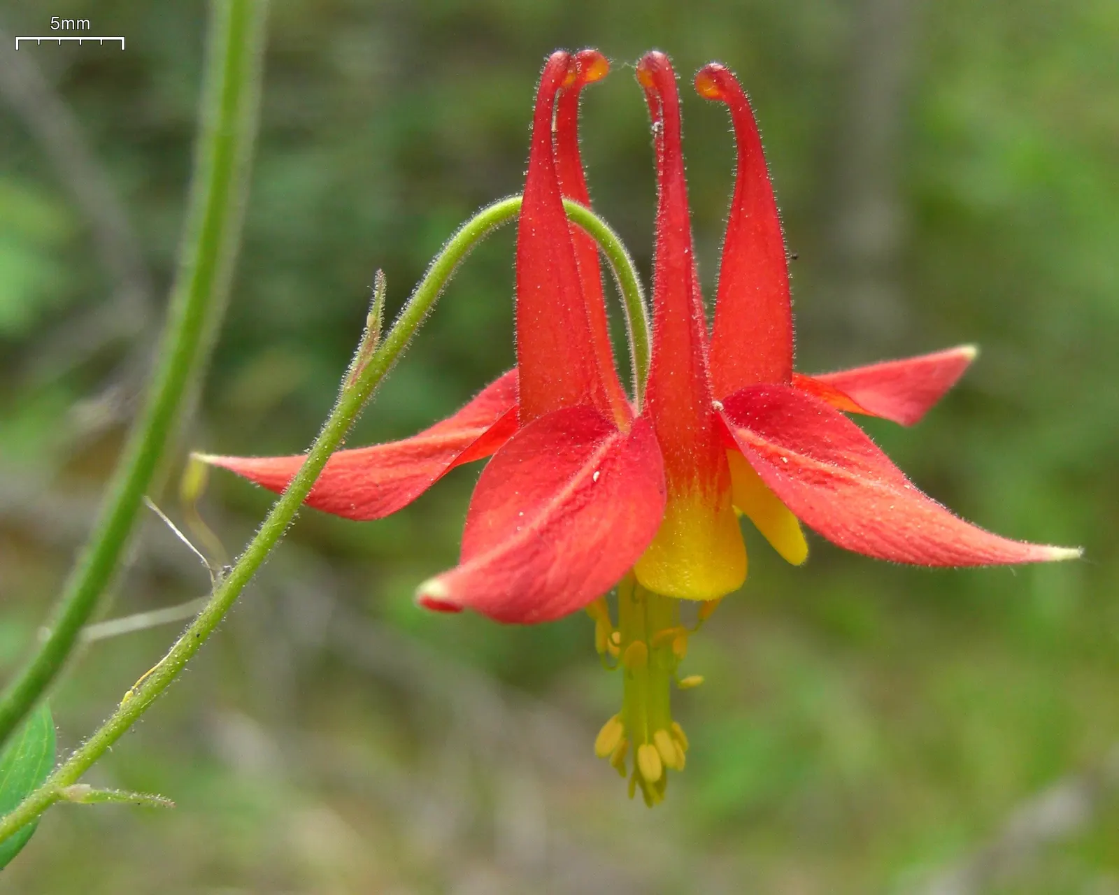 Western Columbine (Aquilegia Formosa) — mimicking its natural woodland habitat; perennial with multi-colored and red blooms