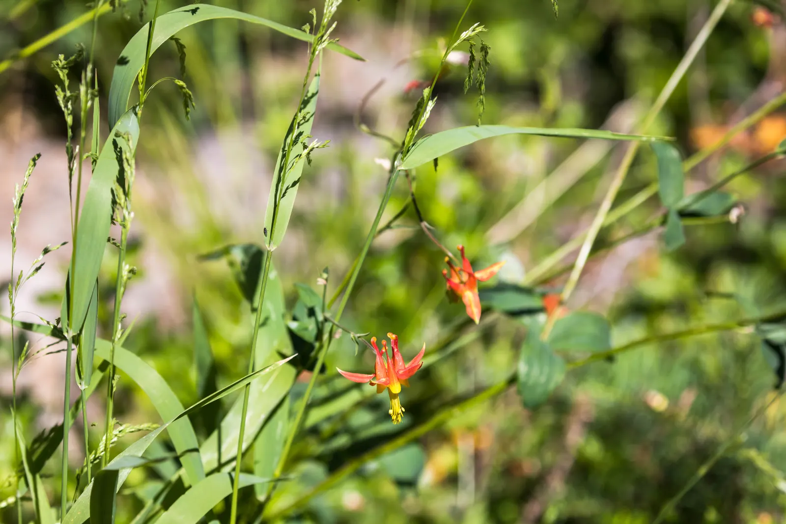 Western Columbine (Aquilegia Formosa) — and their distinct elongated nectar spurs can reach lengths of up to 2 inches; showcasing vibrant red and, image 76