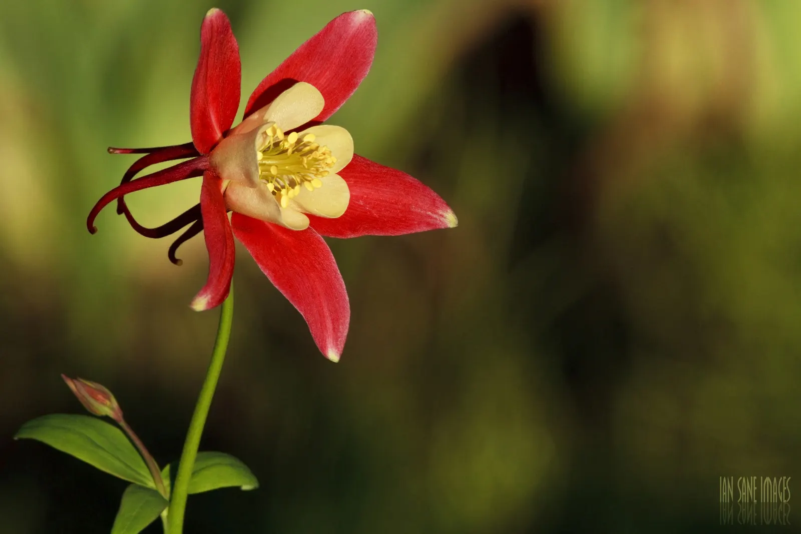 Western Columbine (Aquilegia Formosa) — deep green hue that complements its vibrant flowers
