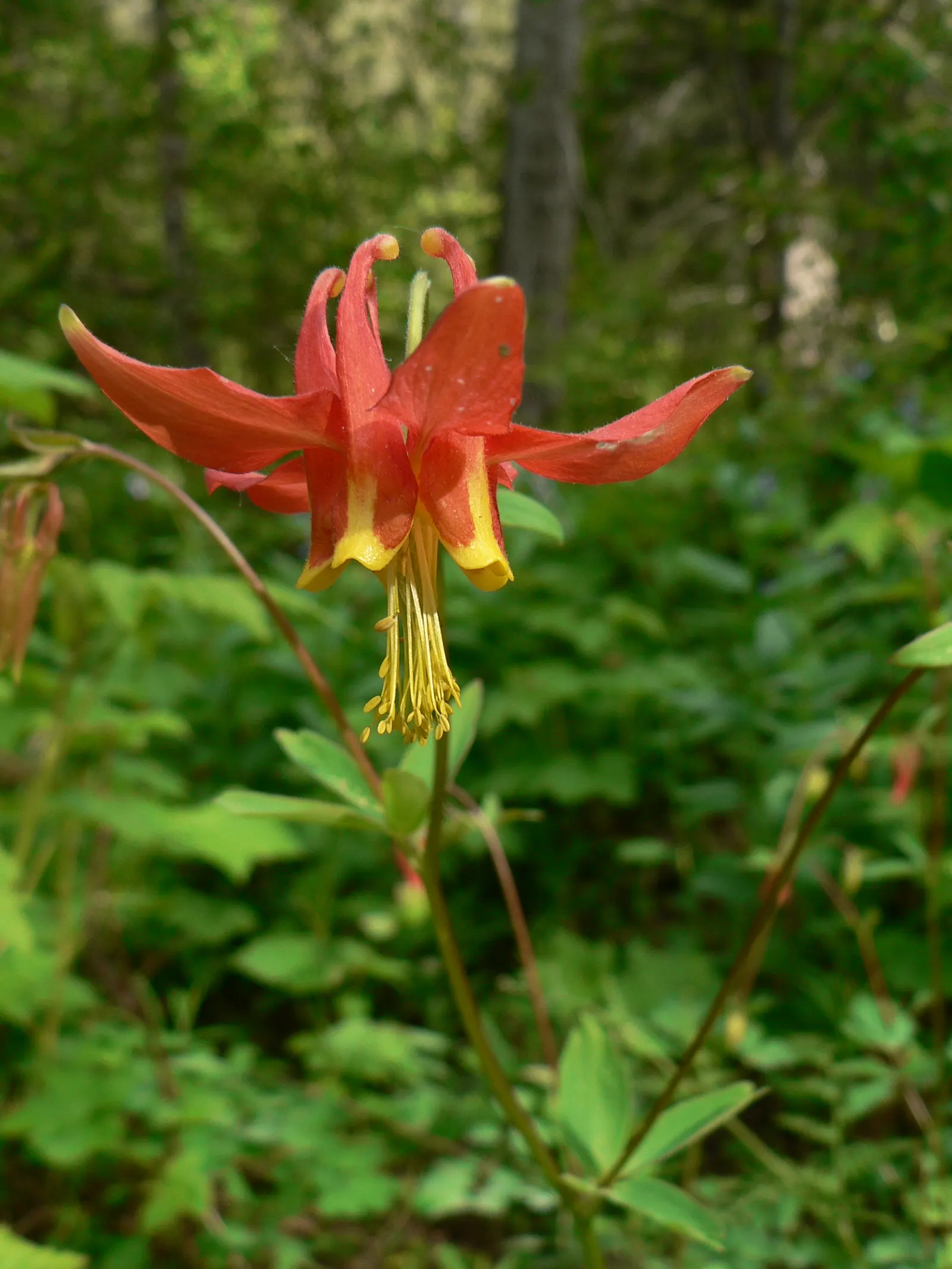 Western Columbine (Aquilegia Formosa) — serving not only as an ornamental delight but also as a valuable contributor to the local ecosystem