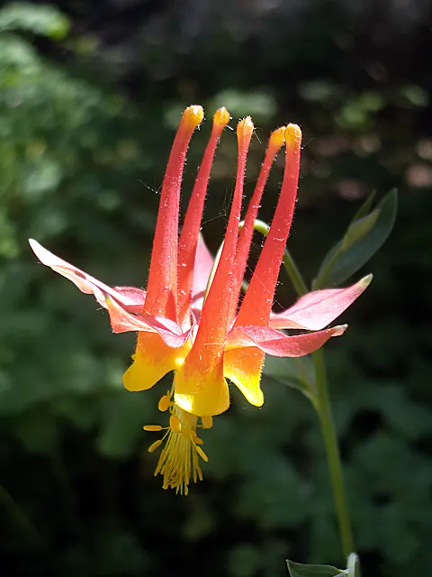 Western Columbine (Aquilegia Formosa) — consider using it en masse in woodland borders; aquilegia formosa stands as a testament to nature's effortless beauty