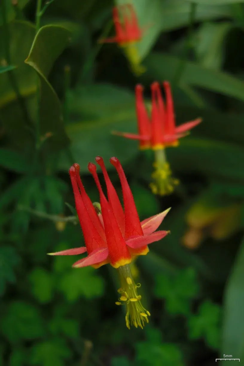Western Columbine (Aquilegia Formosa) — which can be up to 3 inches wide; with a similar spread of about 1 to 2 feet