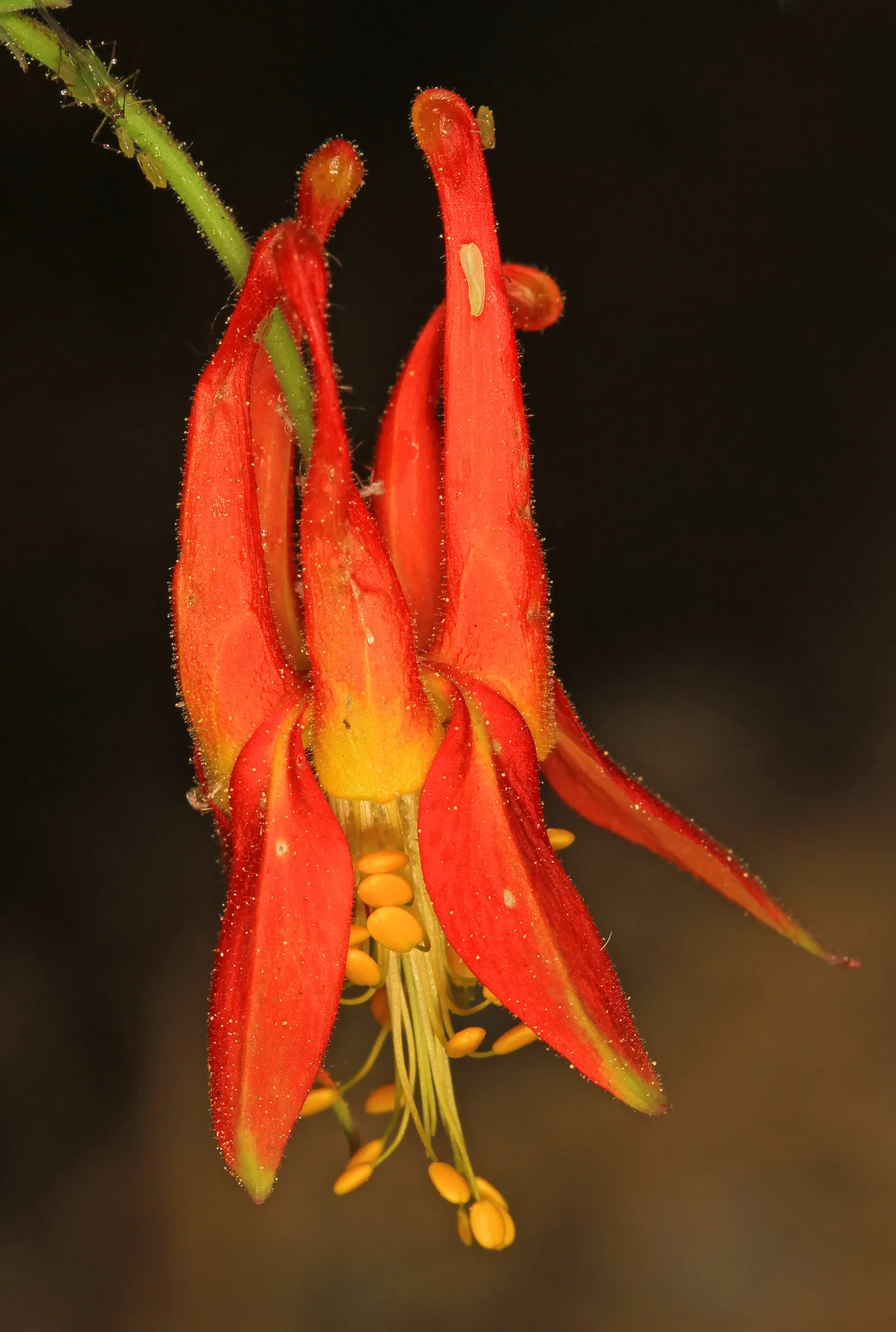 Western Columbine (Aquilegia Formosa) — The Western Columbine (Aquilegia formosa) is a North American native perennial