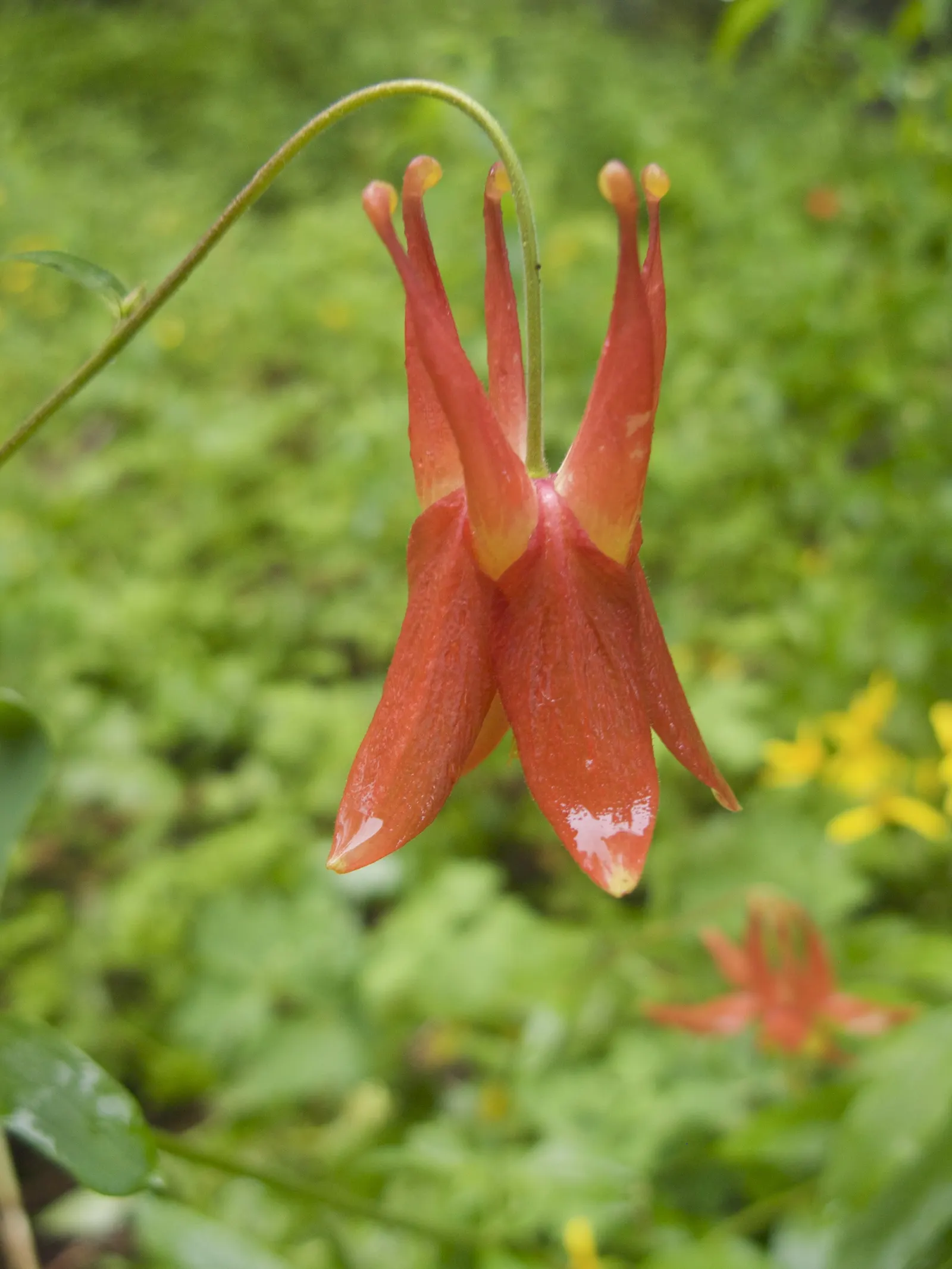 Western Columbine (Aquilegia Formosa) — mimicking its natural woodland habitat