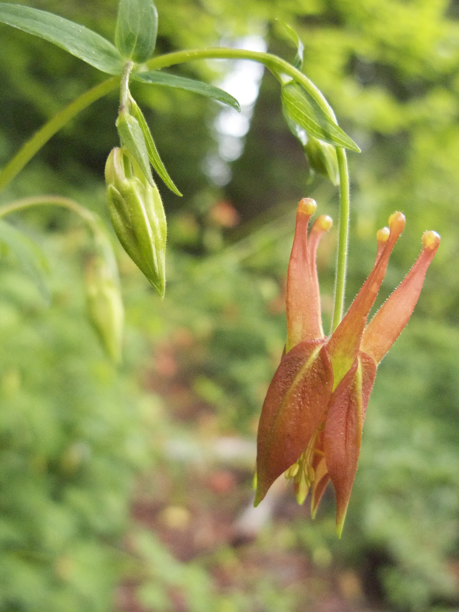 Western Columbine (Aquilegia Formosa) — growing up to 2 feet tall