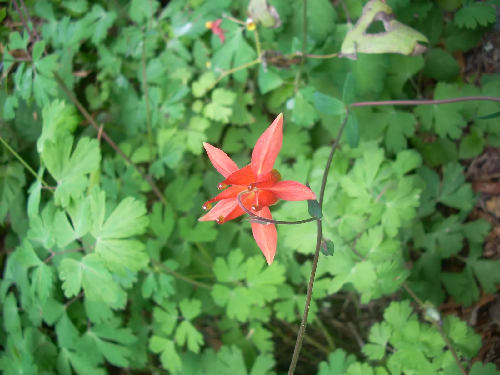 Western Columbine (Aquilegia Formosa) — These blooms come to life in late spring to early summer; is a charming perennial that can provide a touch of grace to