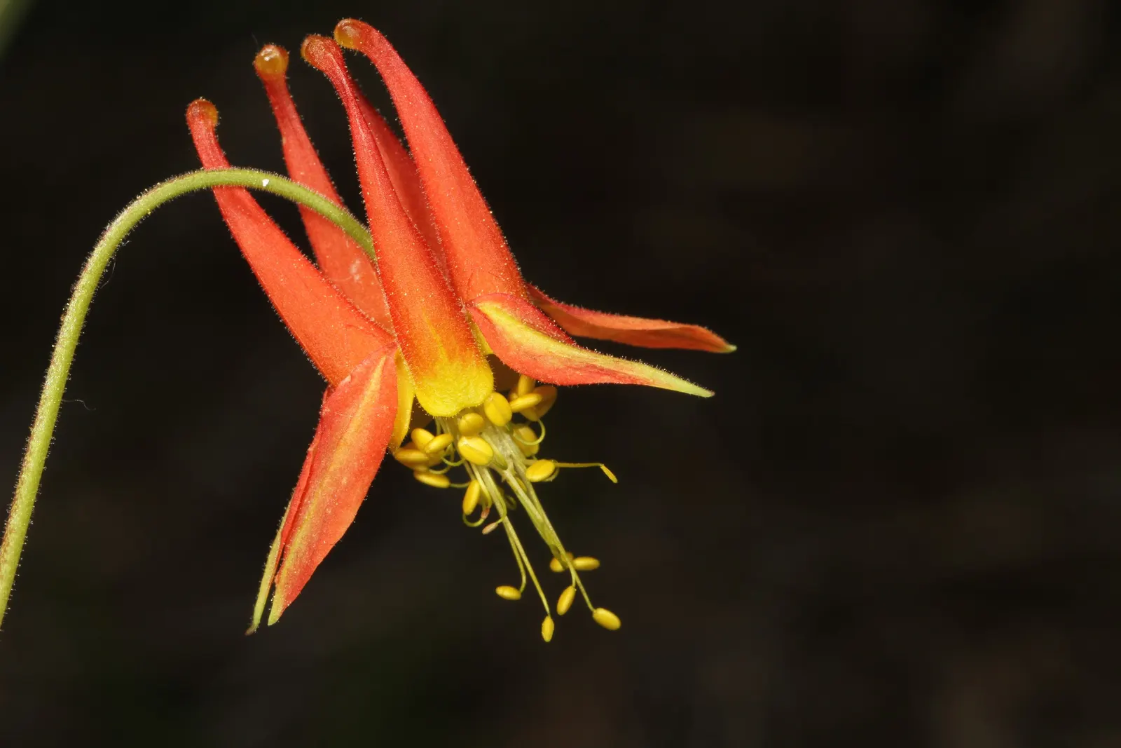 Western Columbine (Aquilegia Formosa) — showcasing vibrant red and yellow nodding flowers; this North American native thrives in USDA hardiness zones 3 through
