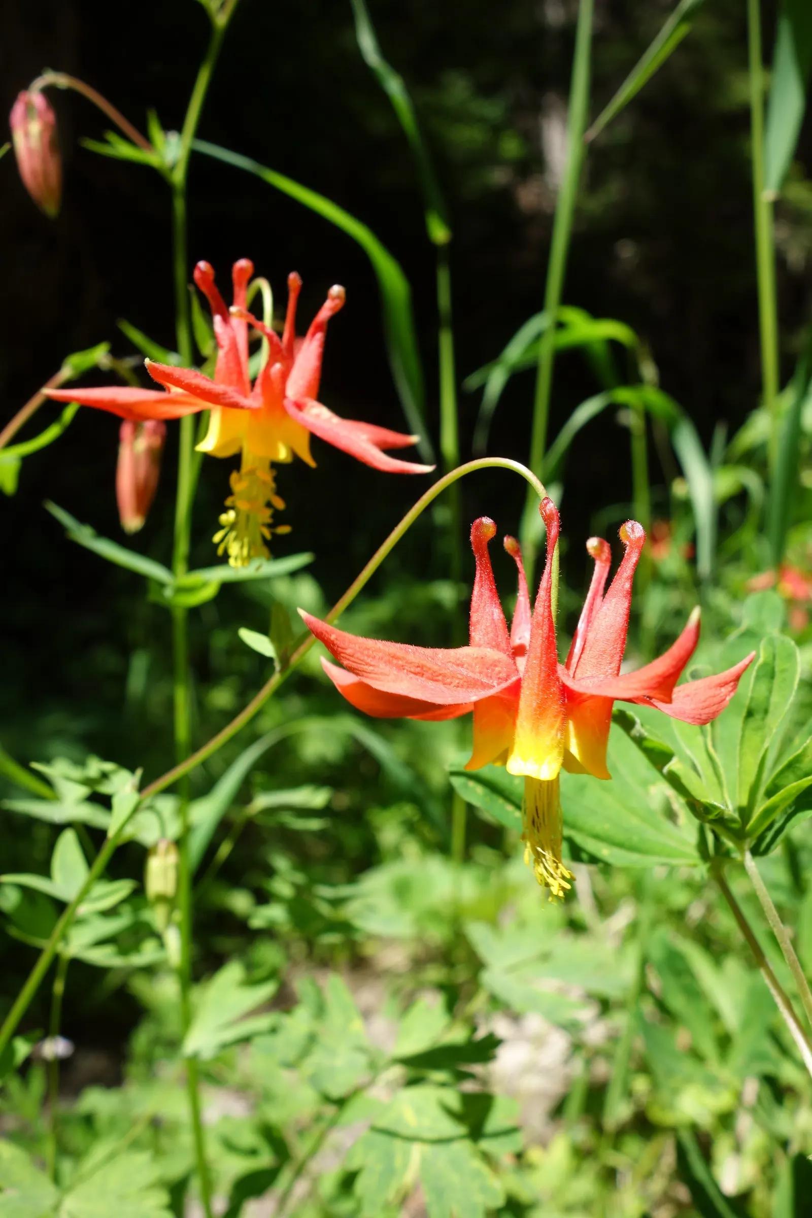 Western Columbine (Aquilegia Formosa) — multi-colored and red flowers in the garden