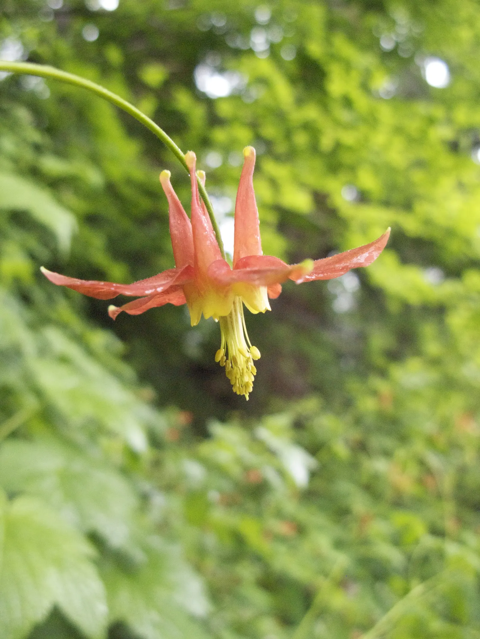 Western Columbine (Aquilegia Formosa) — perennial for half or shade