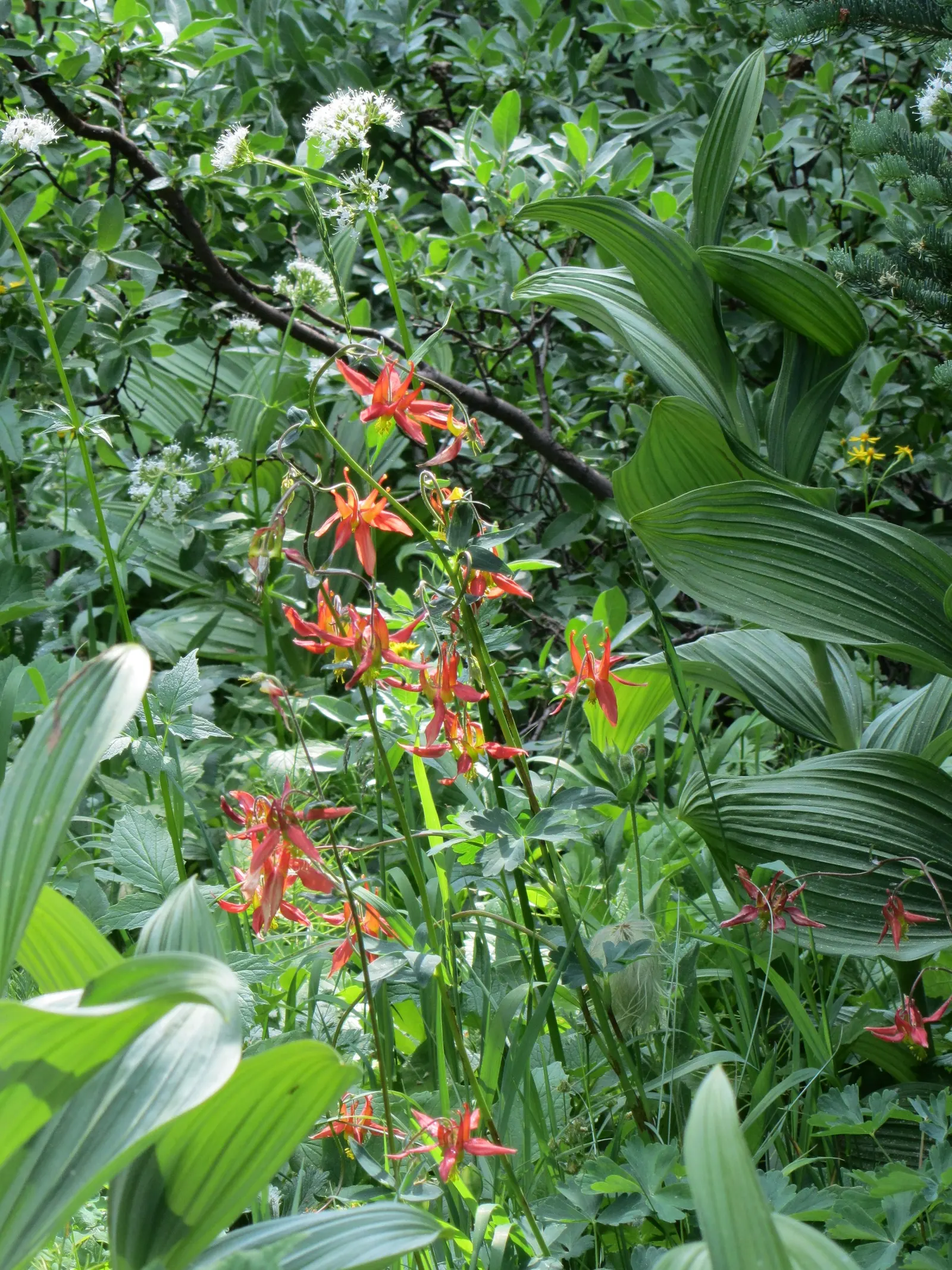 Western Columbine (Aquilegia Formosa) — which can be up to 3 inches wide