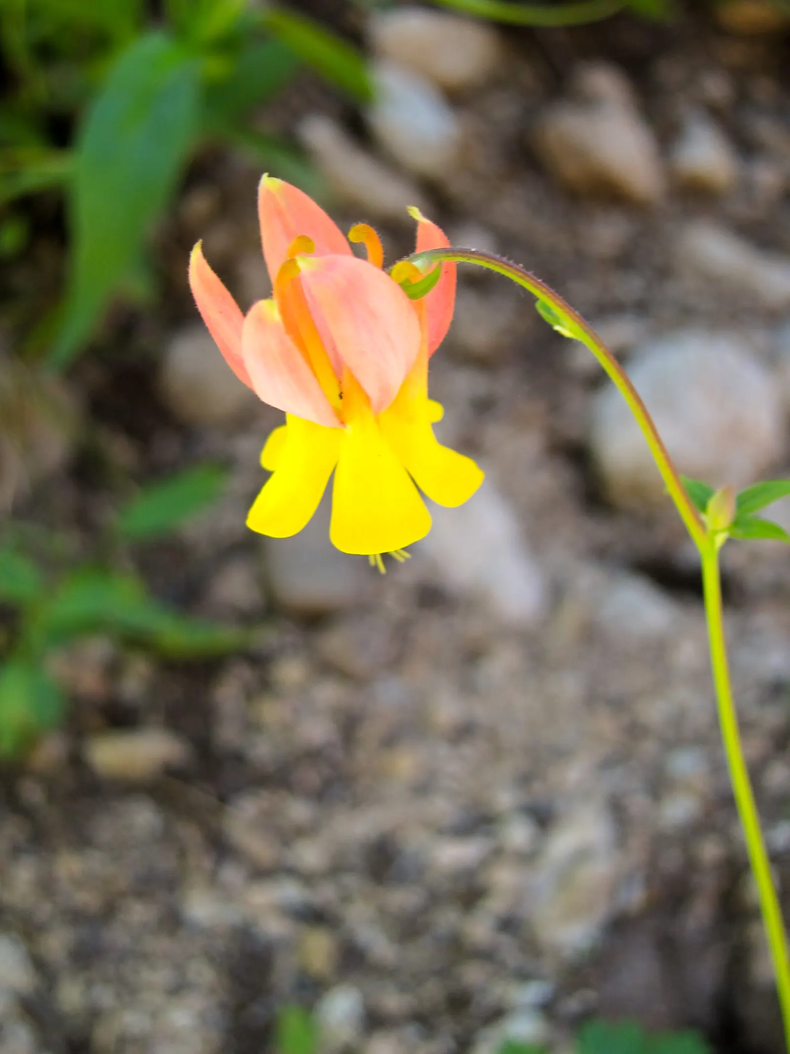 Western Columbine (Aquilegia Formosa) — making it an adaptable choice for many landscapes.<br><br>Renowned for its unique