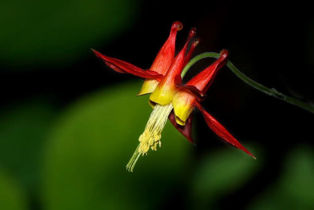 Western Columbine (Aquilegia Formosa) — with a similar spread of about 1 to 2 feet; hardy in zones 3 through 9, it requires well-drained soil and, image 72
