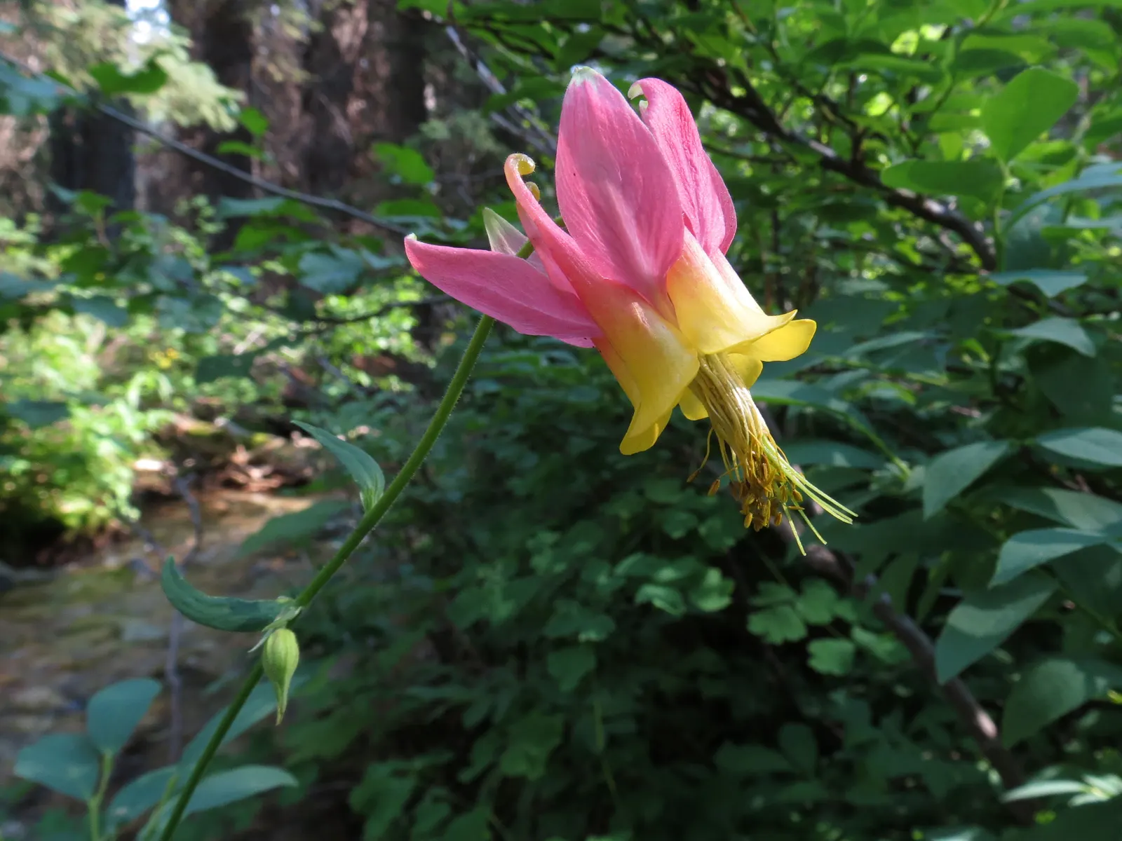 Western Columbine (Aquilegia Formosa) — growing up to 2 feet tall; mimicking its natural woodland habitat, image 65
