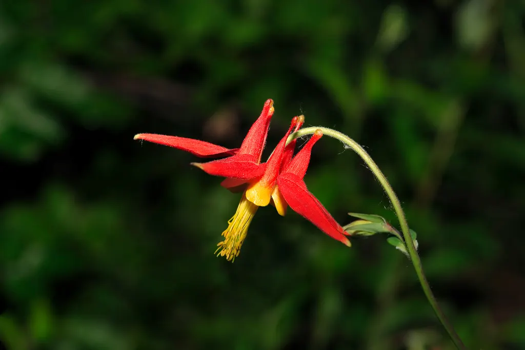 Western Columbine (Aquilegia Formosa) — These blooms come to life in late spring to early summer; is a charming perennial that can provide a touch, image 77