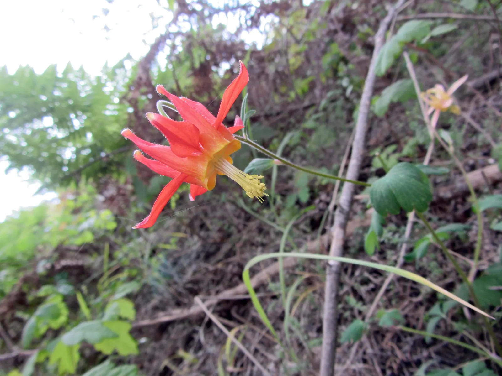 Western Columbine (Aquilegia Formosa) — with a similar spread of about 1 to 2 feet