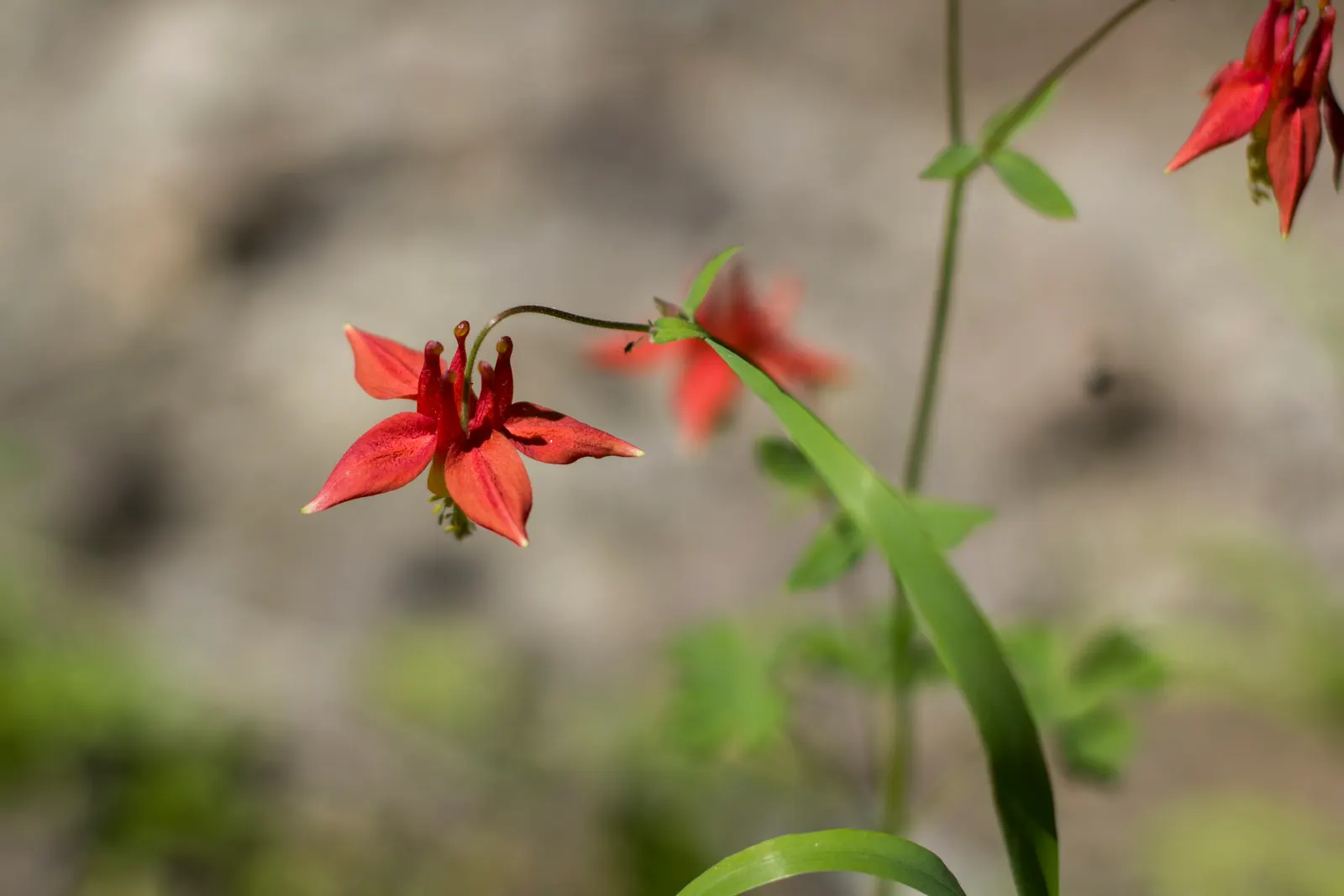 Western Columbine (Aquilegia Formosa) — scientifically named Aquilegia formosa; consider using it en masse in woodland borders
