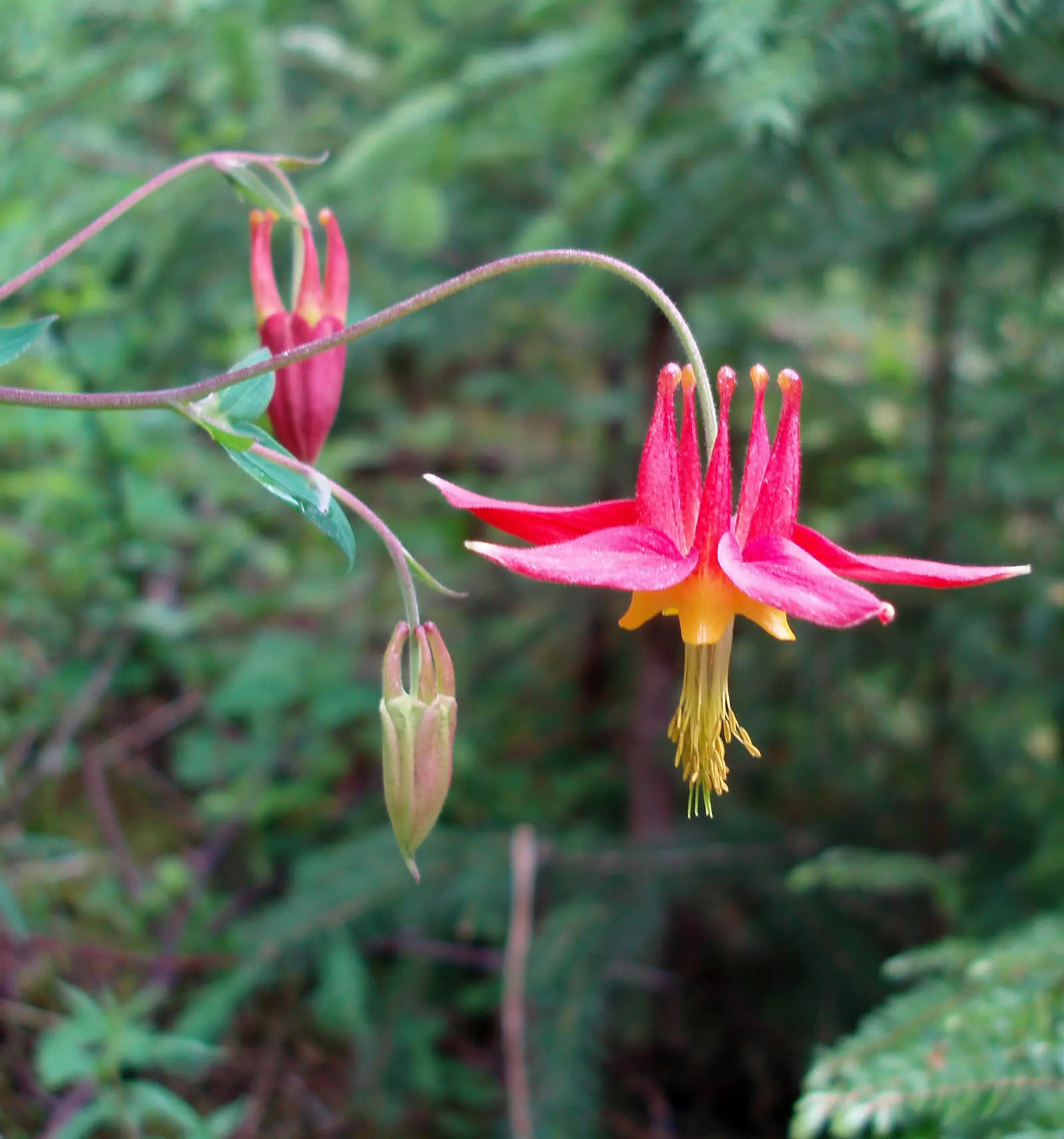 Western Columbine (Aquilegia Formosa) — It typically blooms from late spring to early summer