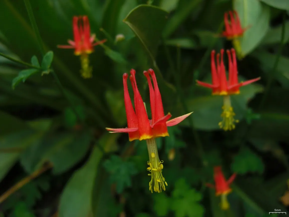 Western Columbine (Aquilegia Formosa) — Moderate watering will sustain this Columbine; the Western Columbine displays fiery red sepals with a backdrop of sunny