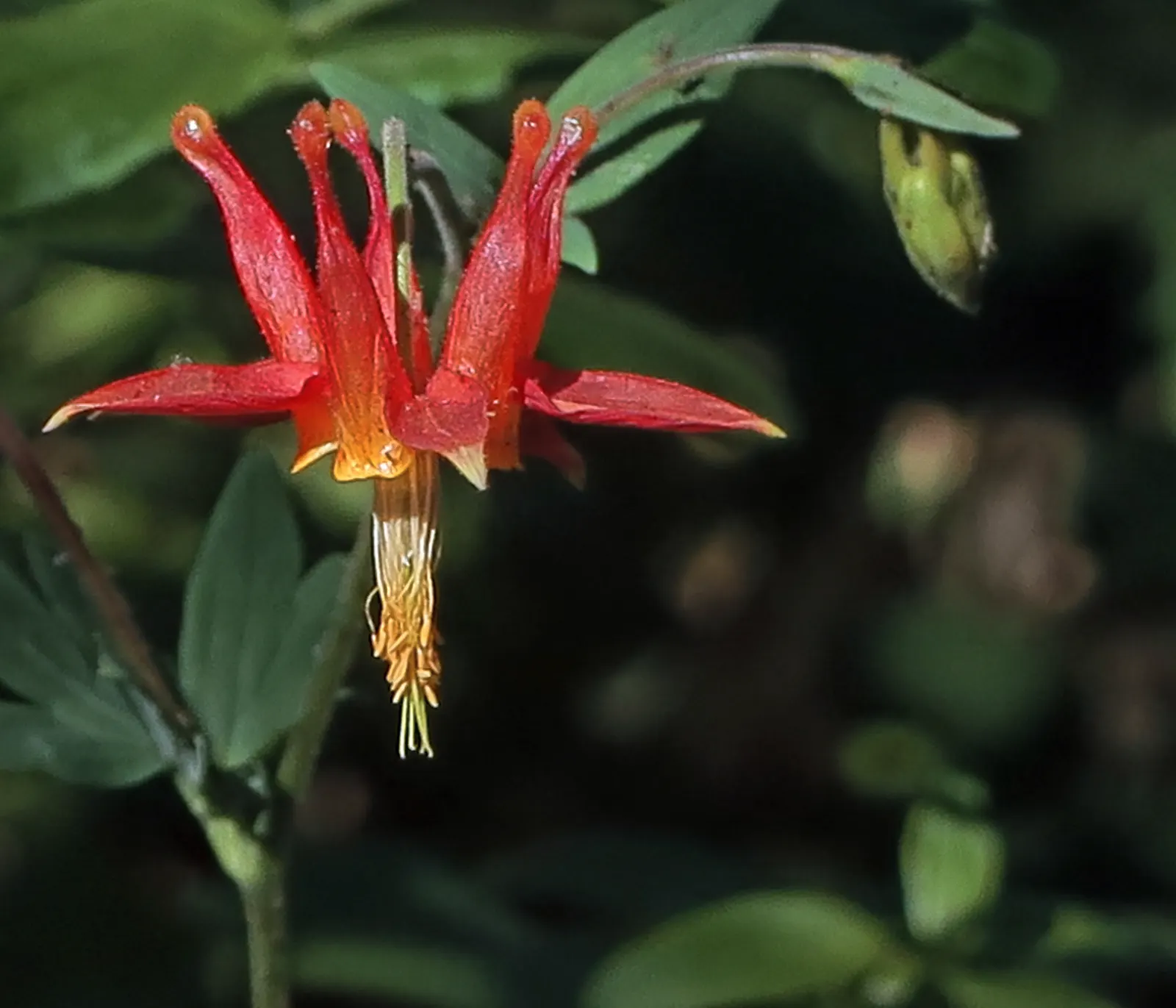 Western Columbine (Aquilegia Formosa) — This charming plant adds a splash of color and is ideal for woodland gardens or informal borders; scientifically named