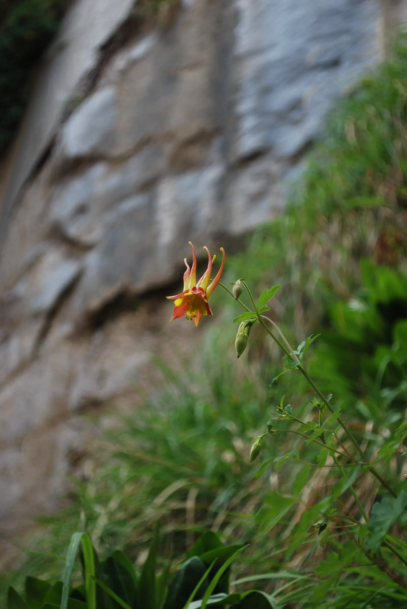 Western Columbine (Aquilegia Formosa) — and their distinct elongated nectar spurs can reach lengths of up to 2 inches