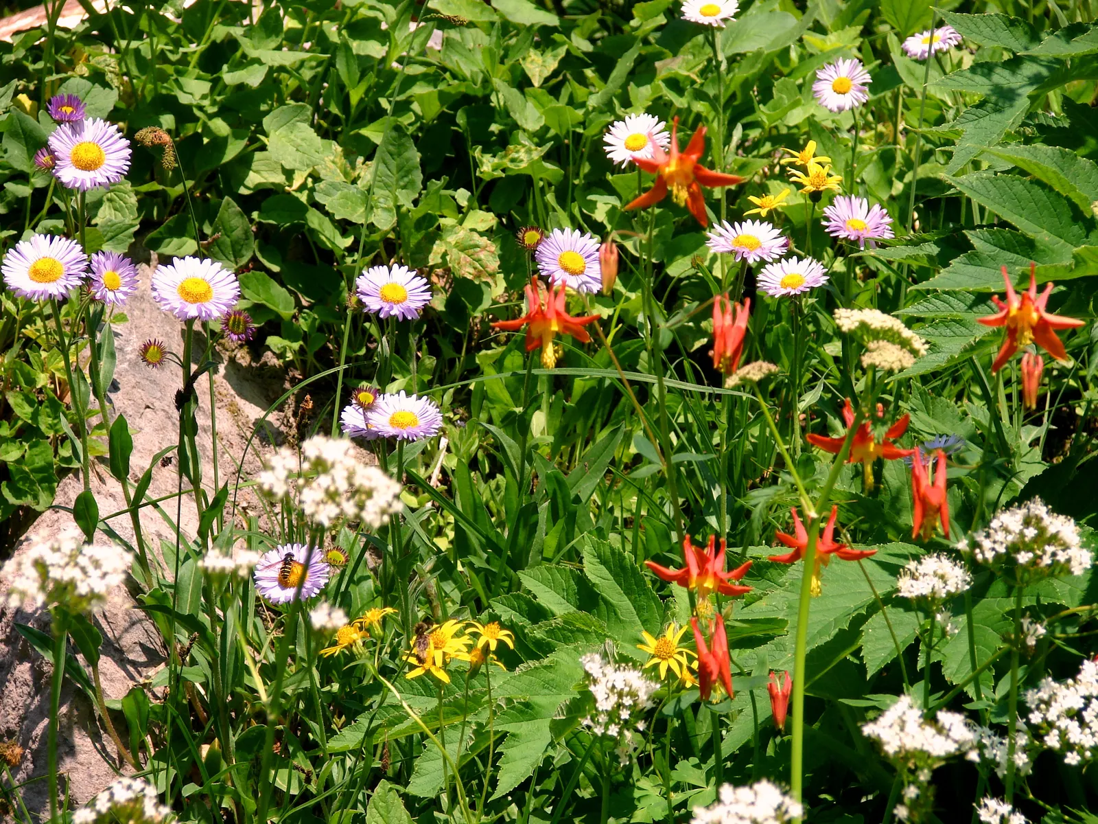 Western Columbine (Aquilegia Formosa) — This charming plant adds a splash of color and is ideal for woodland gardens or informal borders, image 68