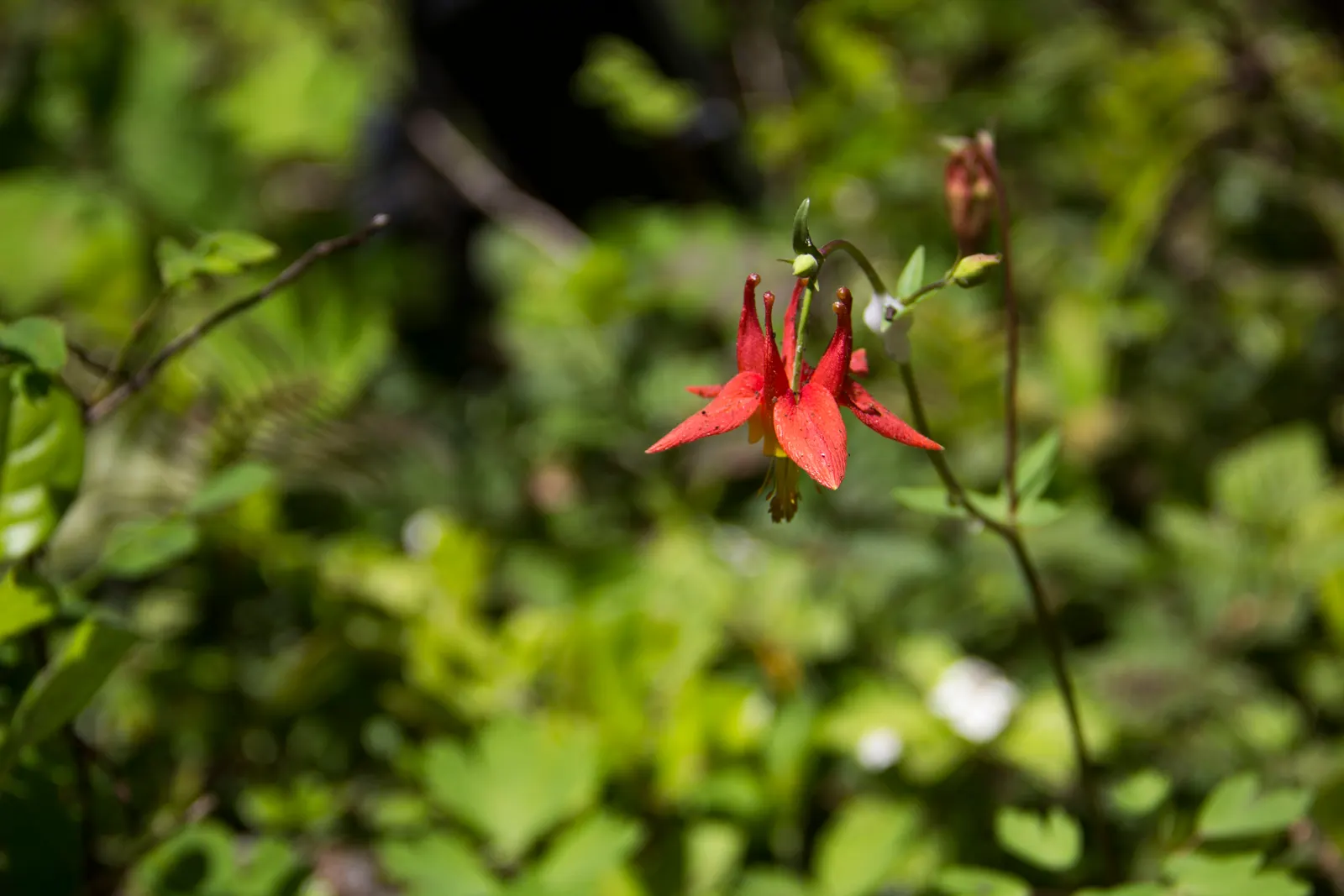 Western Columbine (Aquilegia Formosa) — which makes it an excellent pick for pollinator-friendly designs.<br><br>For optimal growth, image 47