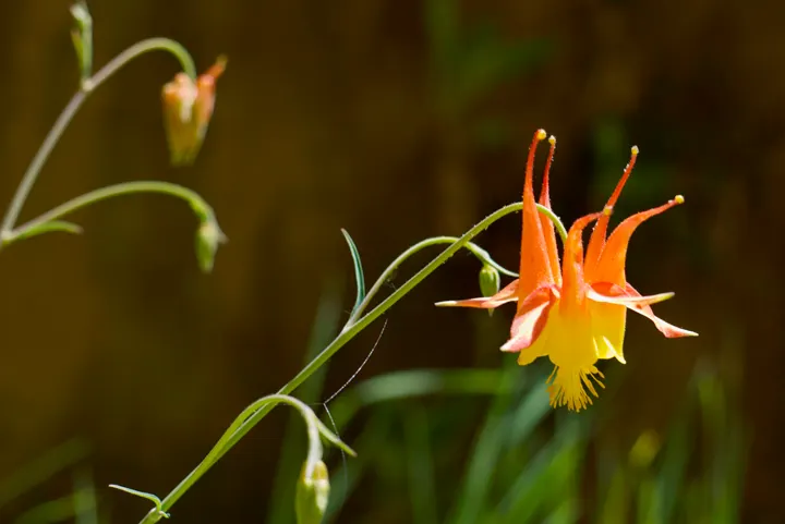 Western Columbine (Aquilegia Formosa) — consider using it en masse in woodland borders