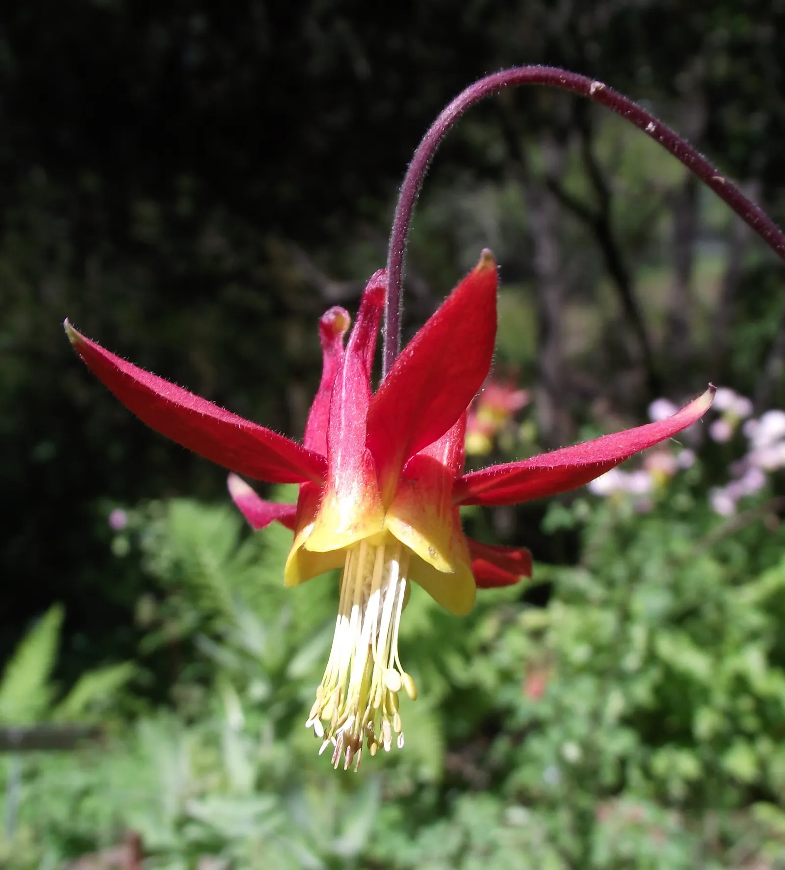 Western Columbine (Aquilegia Formosa) — making it an adaptable choice for many landscapes.<br><br>Renowned for its unique; however, it also exhibits a good
