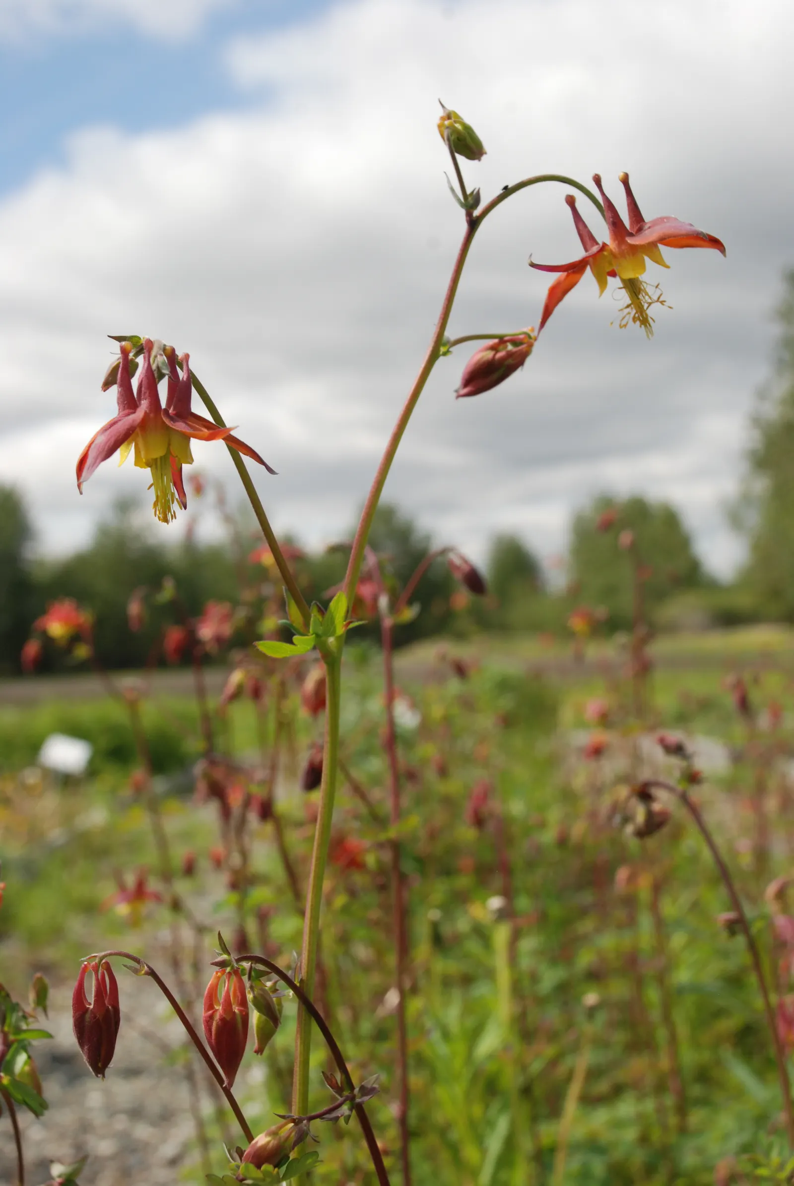 Western Columbine (Aquilegia Formosa) — It typically blooms from late spring to early summer; these blooms come to life in late spring to early summer