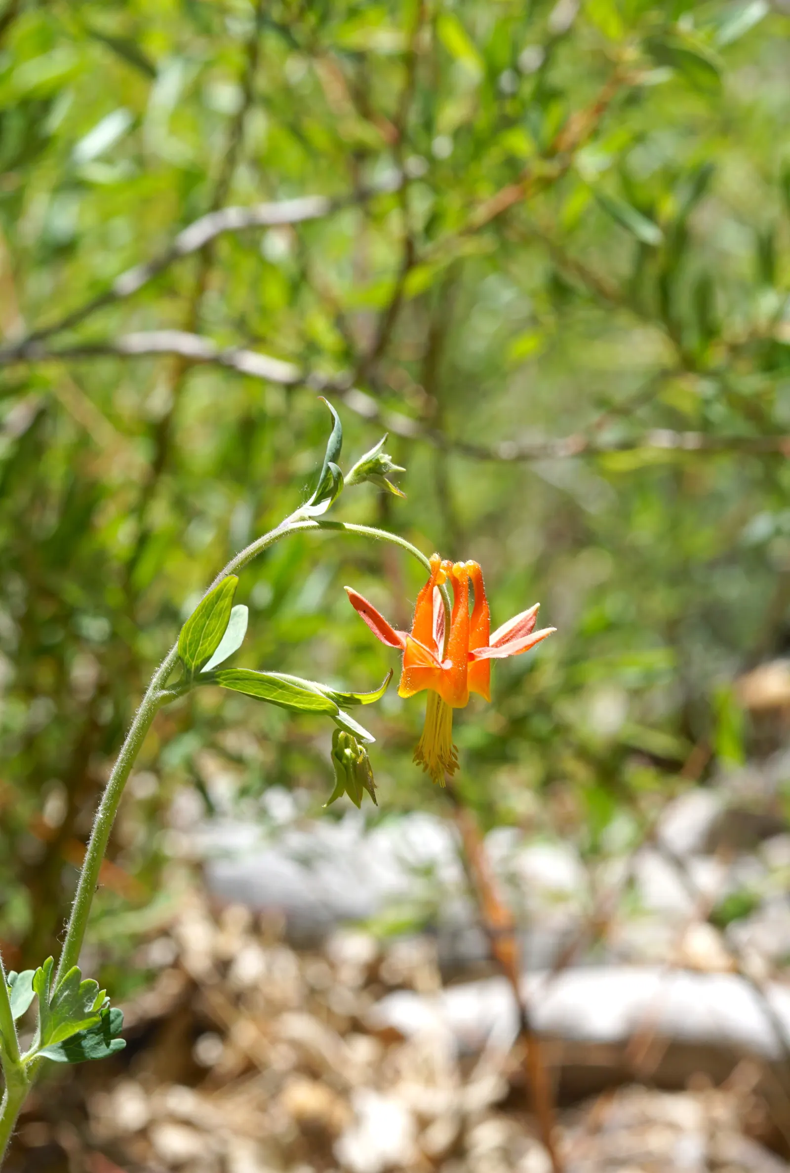 Western Columbine (Aquilegia Formosa) — Its blooms attract hummingbirds and butterflies, flourishing in partial shade; deep green hue that complements its
