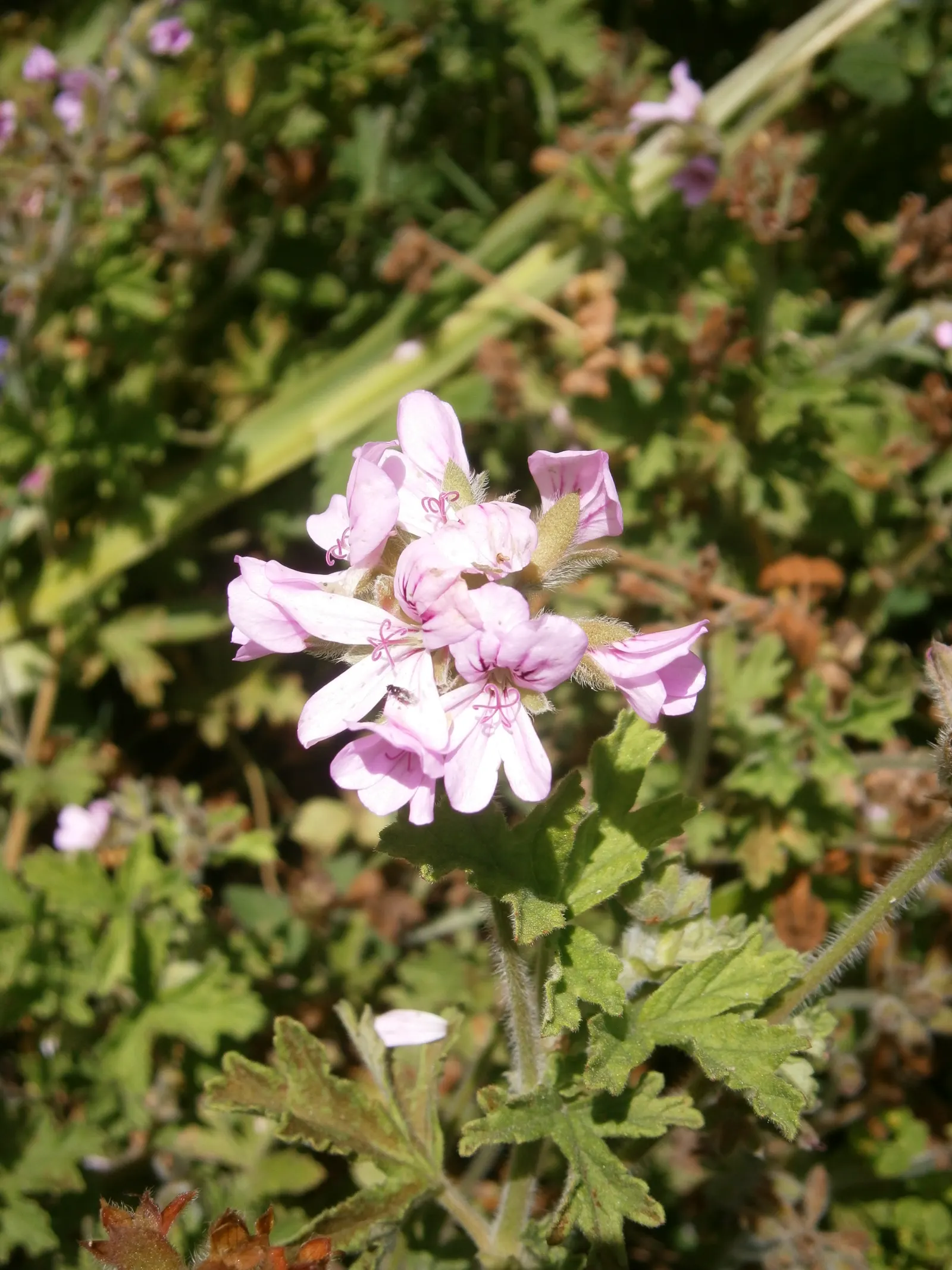 Rose Geranium (Pelargonium Graveolens) — providing clients with a multifunctional plant in their landscape; usually from late spring to early fall