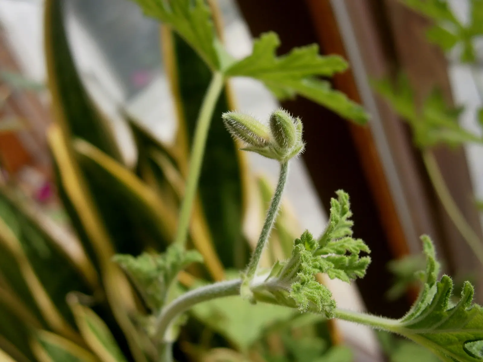 Rose Geranium (Pelargonium Graveolens) — Originating from South Africa; this plant features deeply lobed, image 96