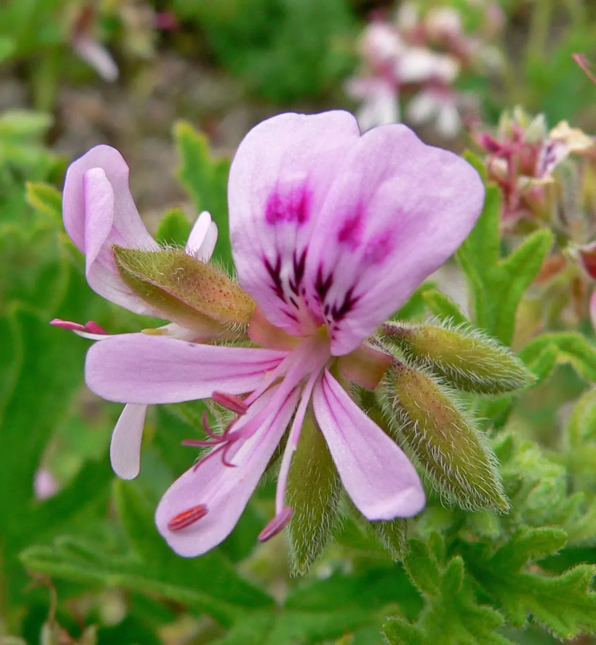 Rose Geranium (Pelargonium Graveolens) — Originating from South Africa