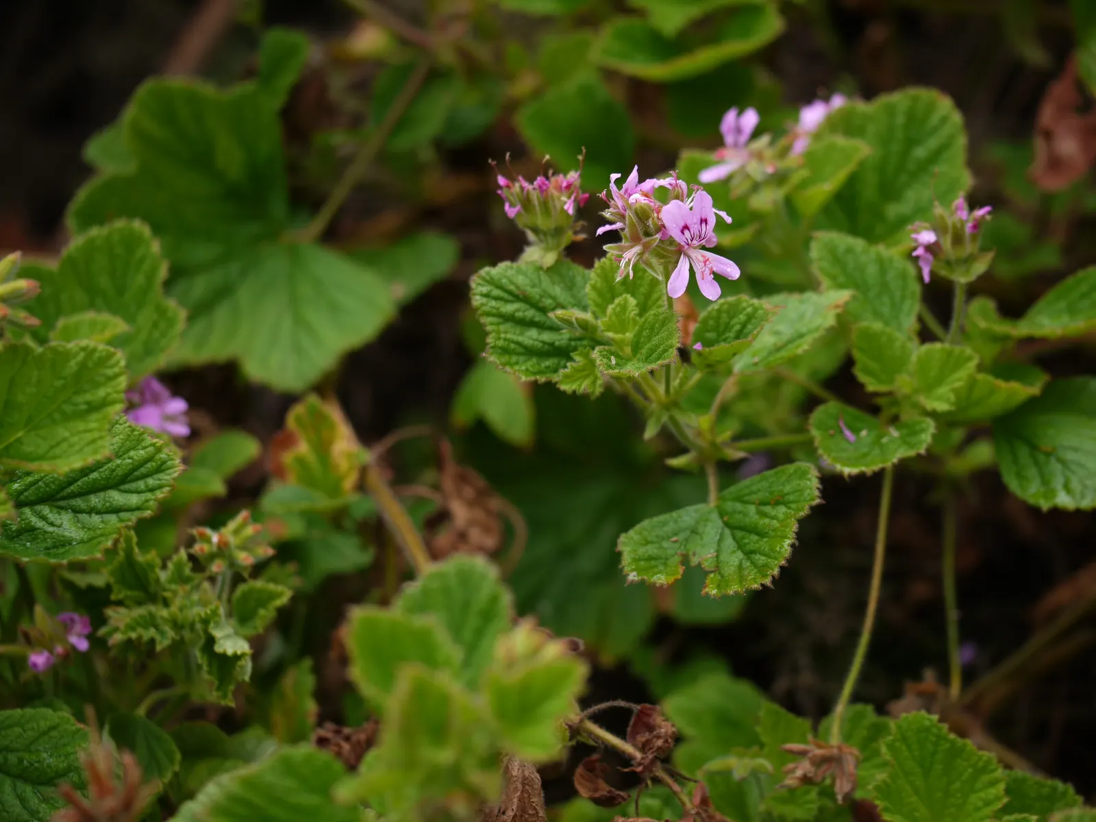 Rose Geranium (Pelargonium Graveolens) — Thriving in USDA Zones 10-11, it prefers well-drained soil and full sun to partial shade