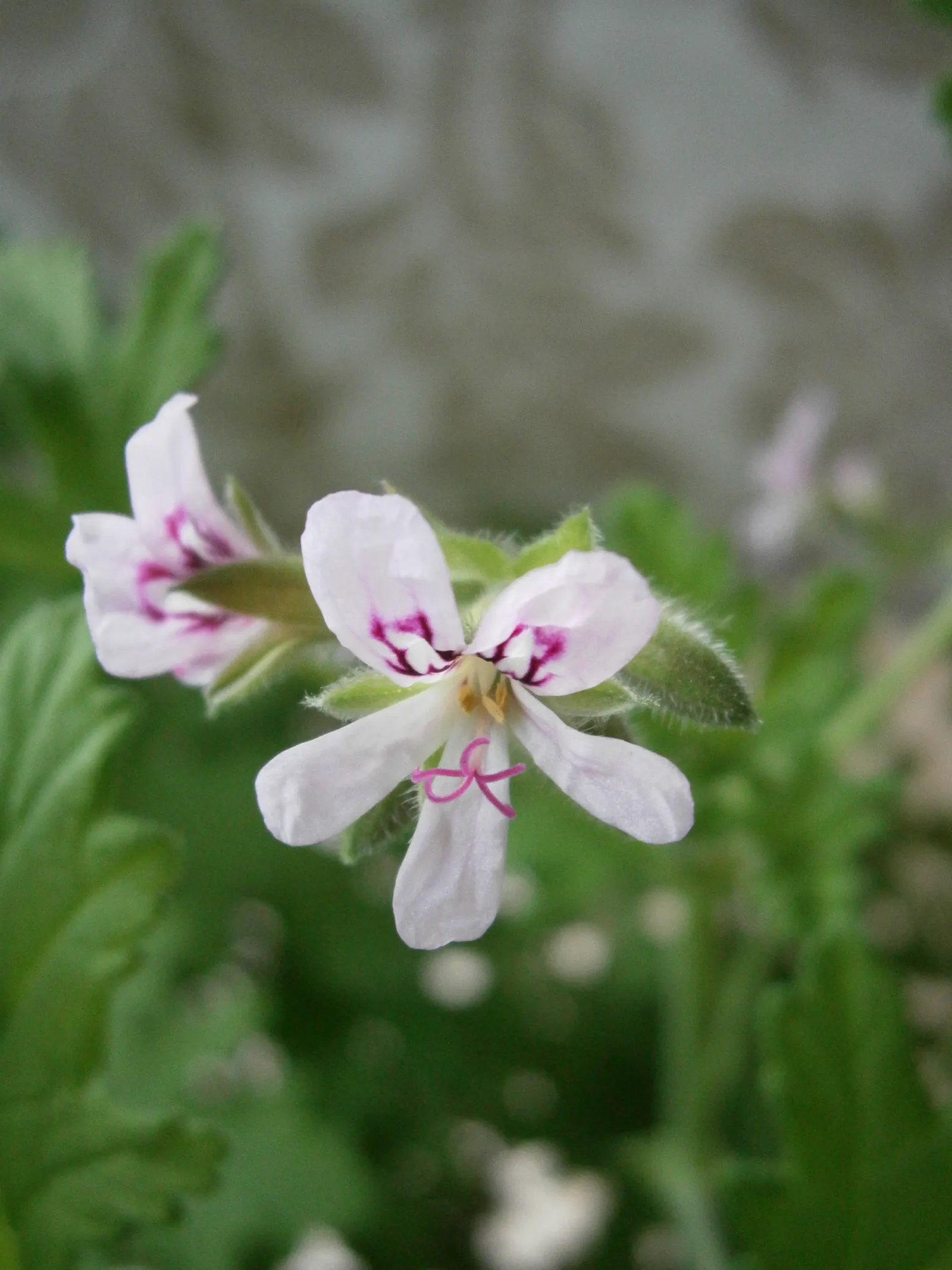 Rose Geranium (Pelargonium Graveolens) — It enjoys full to partial sunlight