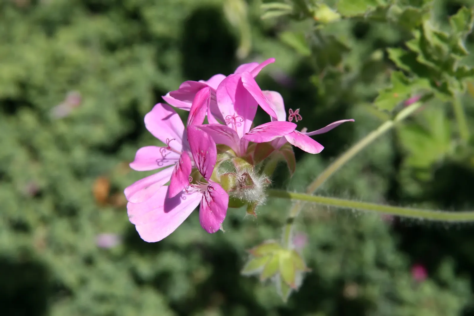 Rose Geranium (Pelargonium Graveolens) — preferring around 6 hours of direct exposure daily.<br><br>For a landscape designer; it enjoys full to, image 81
