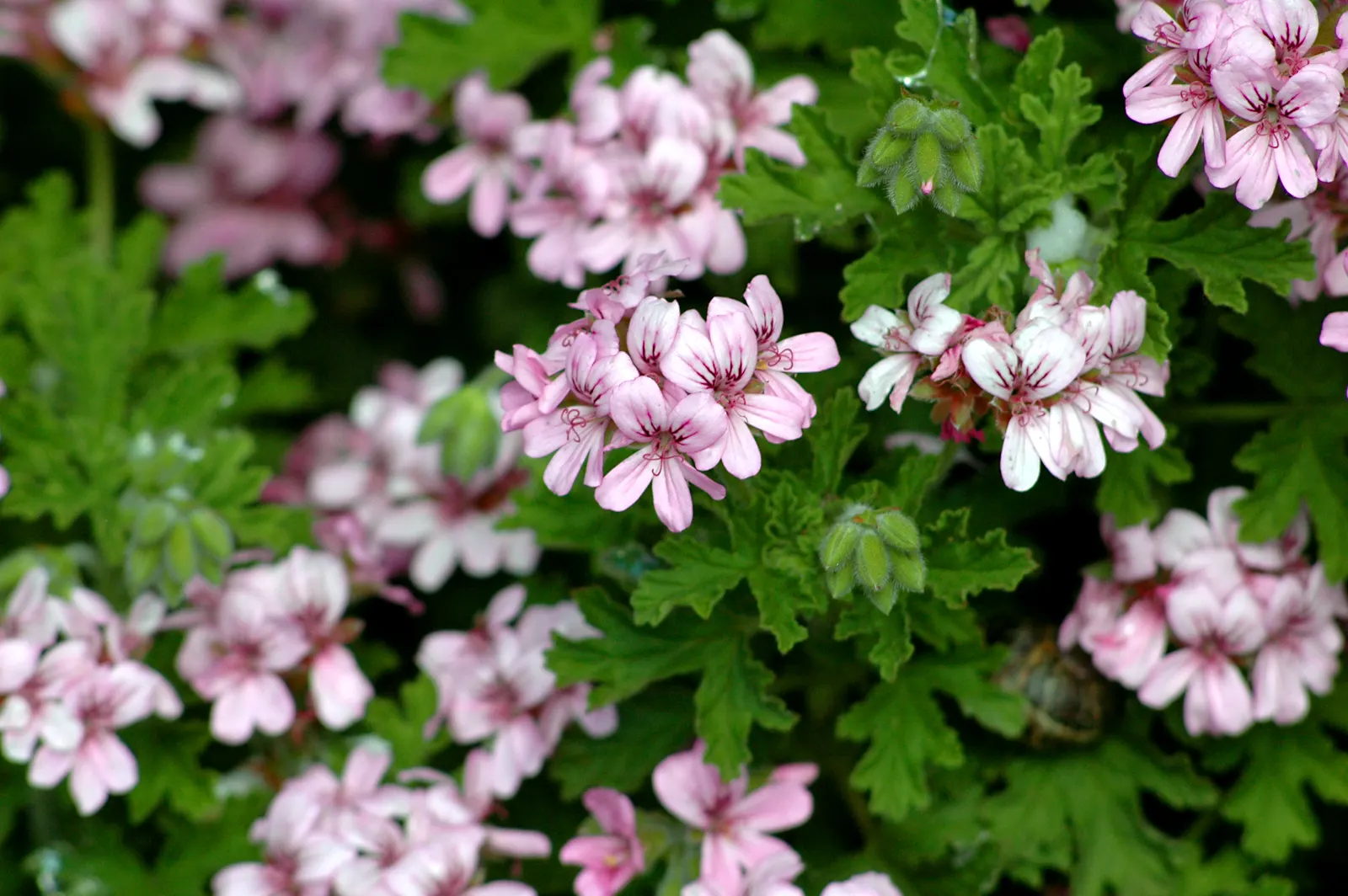 Rose Geranium (Pelargonium Graveolens) — Thriving in USDA Zones 10-11, it prefers well-drained soil and full sun to partial shade; its rose-scented, image 48