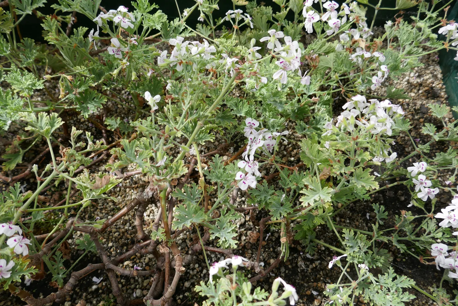 Rose Geranium (Pelargonium Graveolens) — preferring around 6 hours of direct exposure daily.<br><br>For a landscape designer