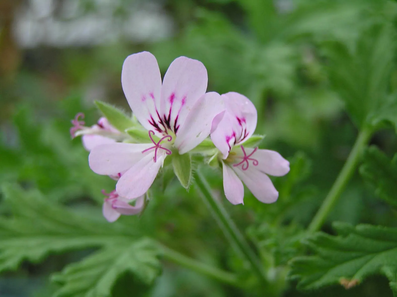 Rose Geranium (Pelargonium Graveolens) — where the fragrance can be enjoyed; the foliage can be used for essential oils, image 63