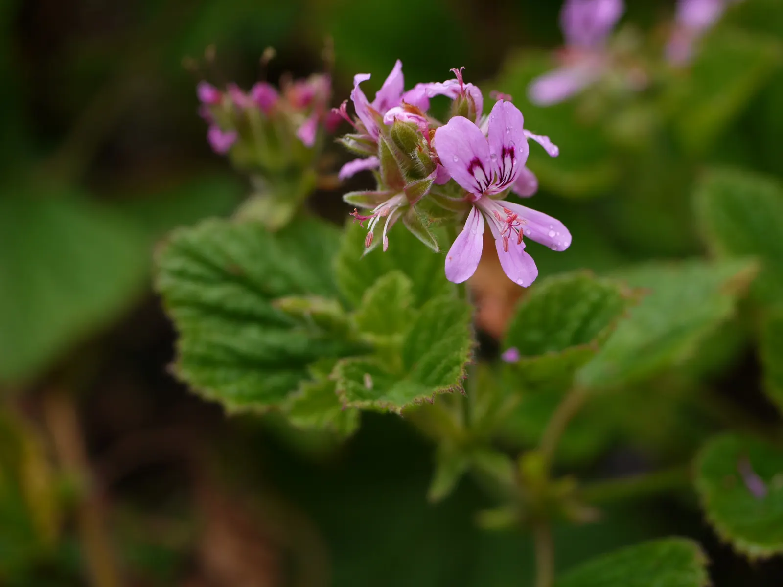 Rose Geranium (Pelargonium Graveolens) — it requires regular watering and occasional pruning to maintain shape and promote bushier growth; it fares, image 94