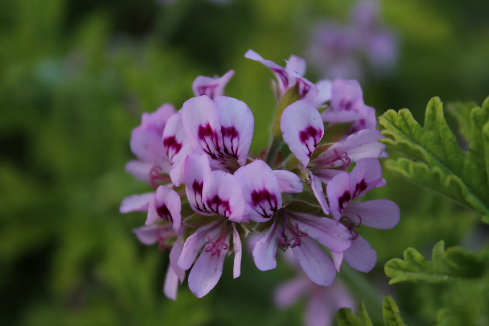 Rose Geranium (Pelargonium Graveolens) — Its rose-scented foliage is used in aromatherapy; loamy soil with a neutral to slightly acidic pH, image 69