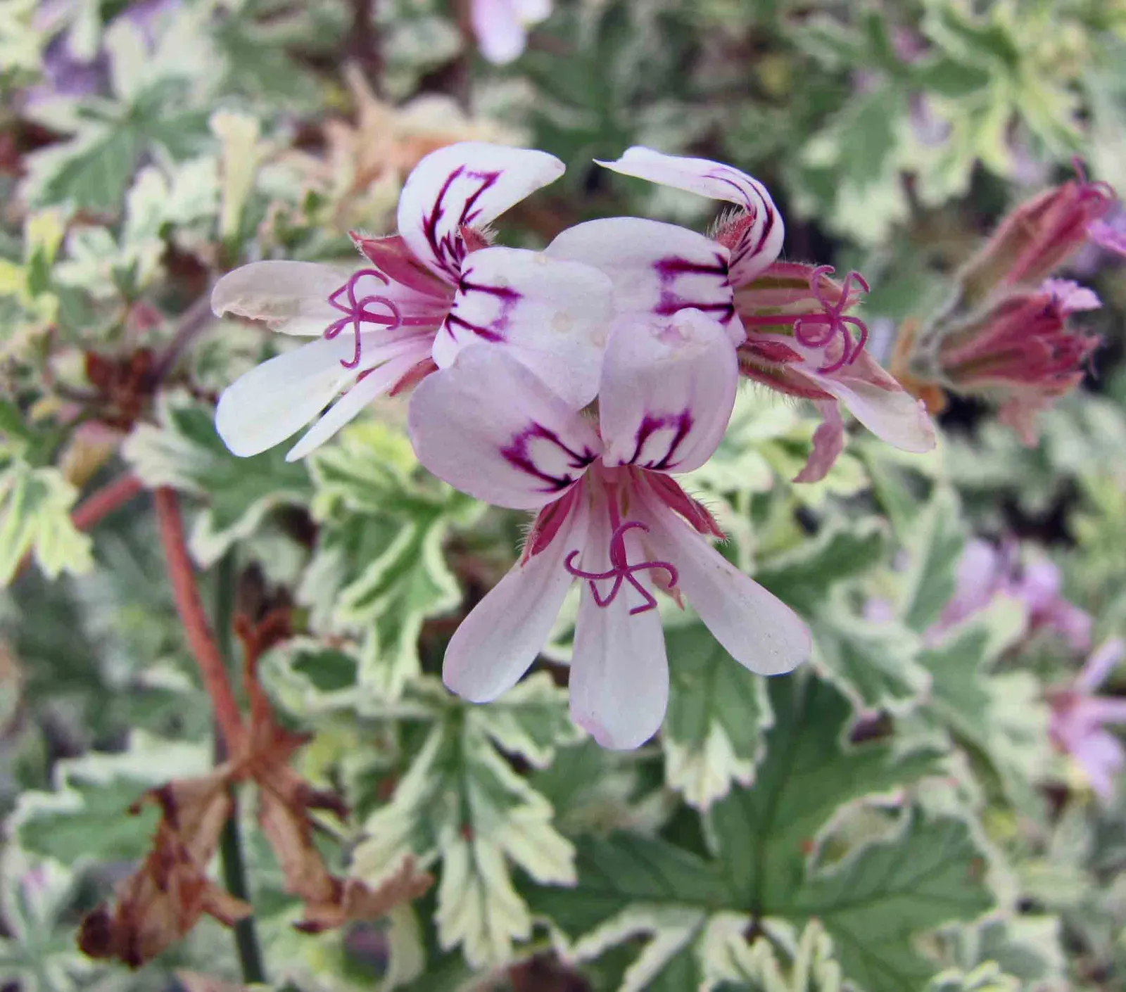 Rose Geranium (Pelargonium Graveolens) — Throughout the warmer months; originating from South Africa, image 77