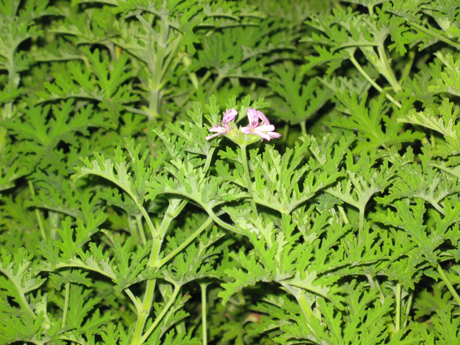 Rose Geranium (Pelargonium Graveolens) — Ideal for borders and scented gardens; soft green leaves with a velvety texture, image 49