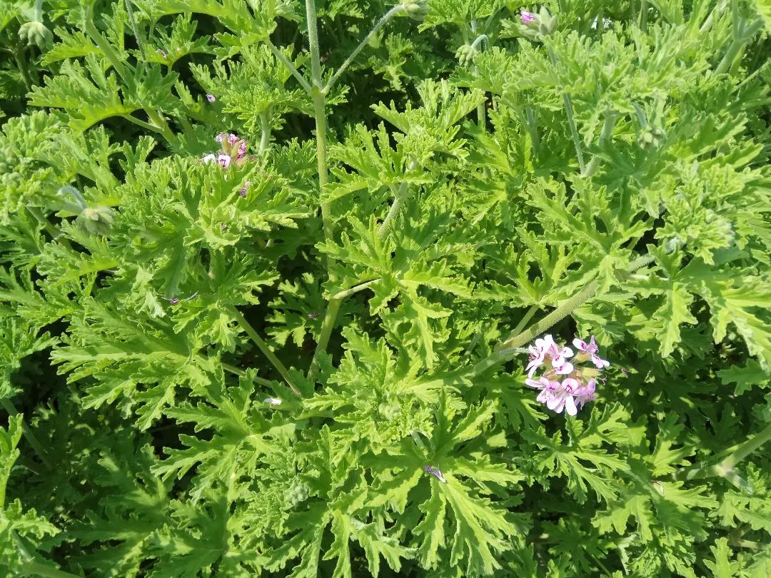 Rose Geranium (Pelargonium Graveolens) — scientifically named Pelargonium graveolens; this ornamental boasts soft, lobed leaves and delicate pink, image 95