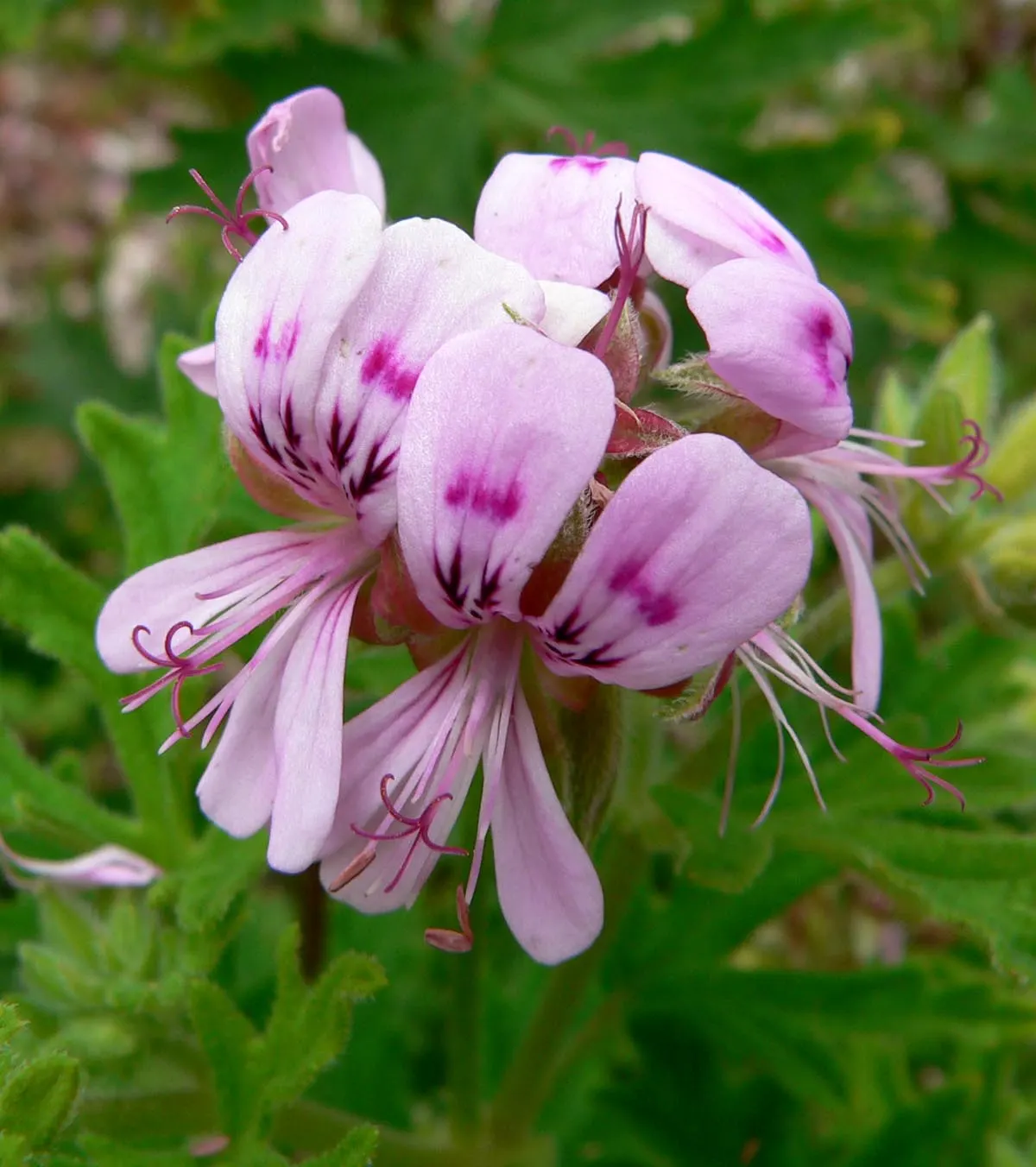Rose Geranium (Pelargonium Graveolens) — usually from late spring to early fall; preferring around 6 hours of direct exposure daily.<br><br>For a landscape